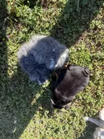 Duke, a male English Bulldog for sale in Flowery Branch, GA – Photo 10 of 10