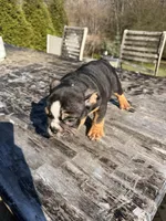 Duke, a male English Bulldog for sale in Flowery Branch, GA – Photo 5 of 10