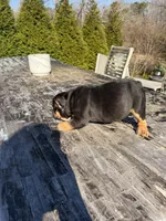 Duke, a male English Bulldog for sale in Flowery Branch, GA – Photo 8 of 10