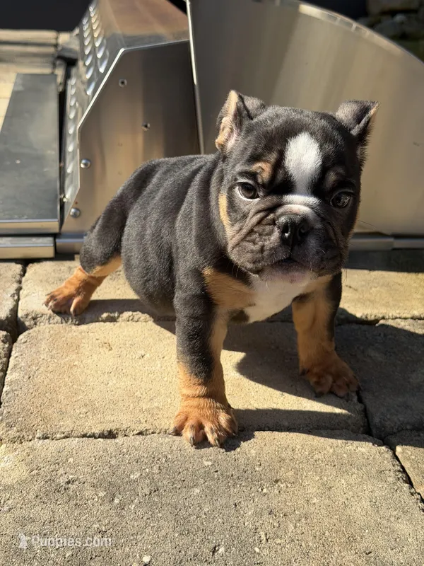 Duke, a male English Bulldog for sale in Flowery Branch, GA – Photo 1 of 10