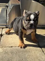 Duke, a male English Bulldog for sale in Flowery Branch, GA – Photo 1 of 10