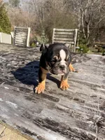 Duke, a male English Bulldog for sale in Flowery Branch, GA – Photo 6 of 10