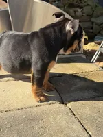 Duke, a male English Bulldog for sale in Flowery Branch, GA – Photo 3 of 10
