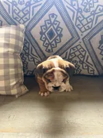 Rollz , a  English Bulldog for sale in Flowery Branch, GA – Photo 7 of 8