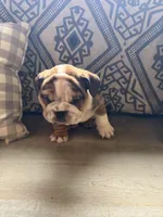 Rollz , a  English Bulldog for sale in Flowery Branch, GA – Photo 1 of 8