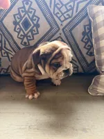 Rollz , a  English Bulldog for sale in Flowery Branch, GA – Photo 5 of 8