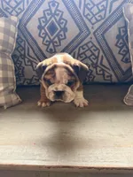 Rollz , a  English Bulldog for sale in Flowery Branch, GA – Photo 3 of 8