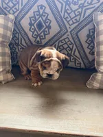 Rollz , a  English Bulldog for sale in Flowery Branch, GA – Photo 8 of 8