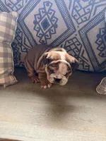 Rollz , a  English Bulldog for sale in Flowery Branch, GA – Photo 6 of 8