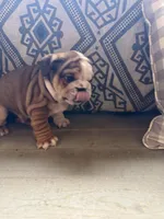 Rollz , a  English Bulldog for sale in Flowery Branch, GA – Photo 2 of 8