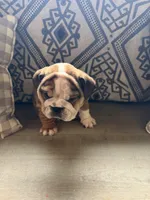 Rollz , a  English Bulldog for sale in Flowery Branch, GA – Photo 4 of 8