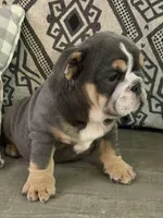 Xavier, a male English Bulldog for sale in Flowery Branch, GA – Photo 9 of 9