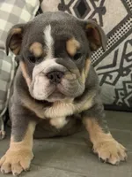 Xavier, a male English Bulldog for sale in Flowery Branch, GA – Photo 8 of 9