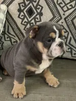 Xavier, a male English Bulldog for sale in Flowery Branch, GA – Photo 4 of 9