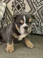 Xavier, a male English Bulldog for sale in Flowery Branch, GA – Photo 3 of 9