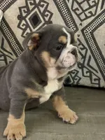 Xavier, a male English Bulldog for sale in Flowery Branch, GA – Photo 5 of 9