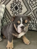 Xavier, a male English Bulldog for sale in Flowery Branch, GA – Photo 7 of 9