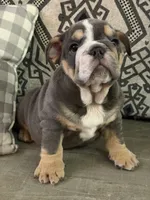 Xavier, a male English Bulldog for sale in Flowery Branch, GA – Photo 2 of 9