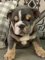 Xavier, a male English Bulldog for sale in Flowery Branch, GA – Photo 1 of 9