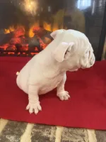 processed/adad52d5-6aa1-4eea-a8f5-1fae6421db11/listing/707a2e40-6b13-408c-a2da-8e3393da6920/9e940b5d-eb83-4c13-87f0-00393e10670a