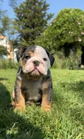 Chaz, a male English Bulldog for sale in Flowery Branch, GA – Photo 2 of 4