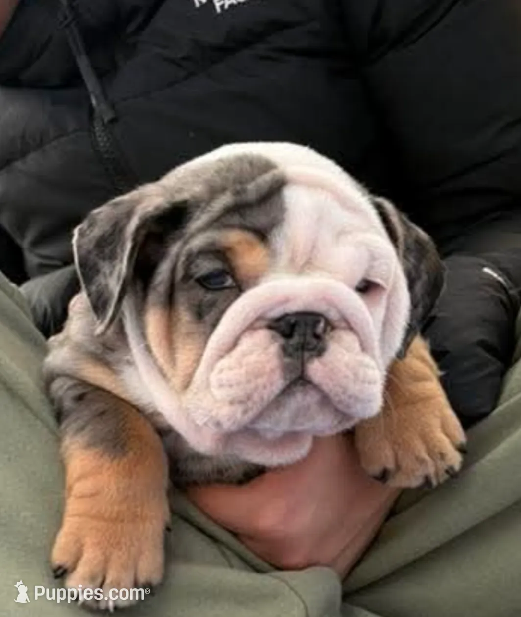 Chaz, a male English Bulldog for sale in Flowery Branch, GA – Photo 4 of 4