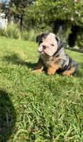 Chaz, a male English Bulldog for sale in Flowery Branch, GA – Photo 3 of 4