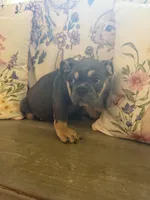 Delilah, a female English Bulldog for sale in Flowery Branch, GA – Photo 2 of 3