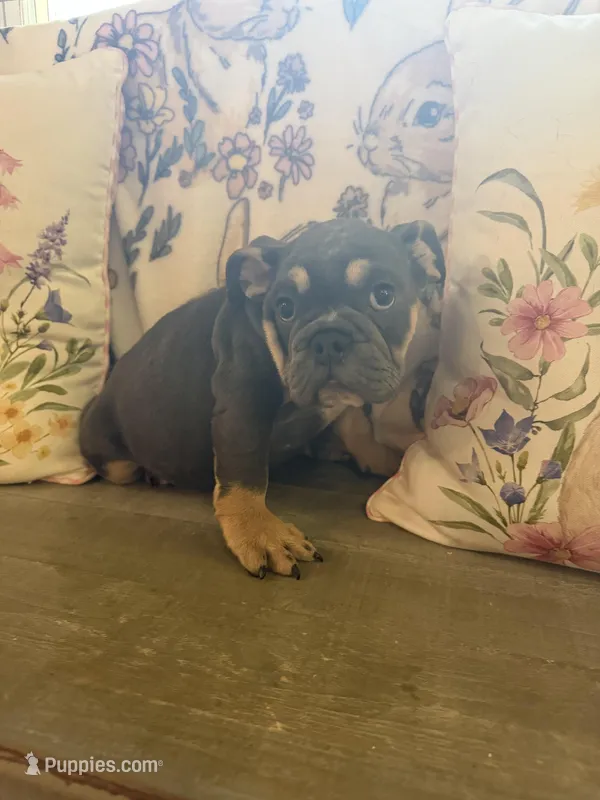 Delilah, a female English Bulldog for sale in Flowery Branch, GA – Photo 1 of 3