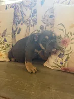 Delilah, a female English Bulldog for sale in Flowery Branch, GA – Photo 3 of 3