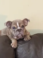 Felix, a male English Bulldog for sale in Flowery Branch, GA – Photo 4 of 7