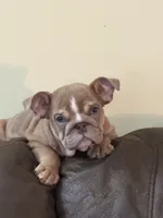 Felix, a male English Bulldog for sale in Flowery Branch, GA – Photo 7 of 7