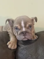 Felix, a male English Bulldog for sale in Flowery Branch, GA – Photo 1 of 7