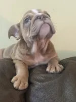 Felix, a male English Bulldog for sale in Flowery Branch, GA – Photo 3 of 7