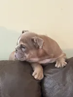 Felix, a male English Bulldog for sale in Flowery Branch, GA – Photo 6 of 7