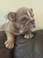 Felix, a male English Bulldog for sale in Flowery Branch, GA – Photo 5 of 7