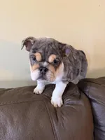 Xena , a female English Bulldog for sale in Flowery Branch, GA – Photo 5 of 6