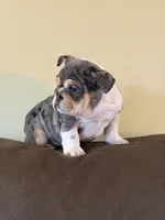 Xena , a female English Bulldog for sale in Flowery Branch, GA – Photo 3 of 6