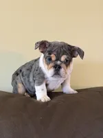 Xena , a female English Bulldog for sale in Flowery Branch, GA – Photo 2 of 6