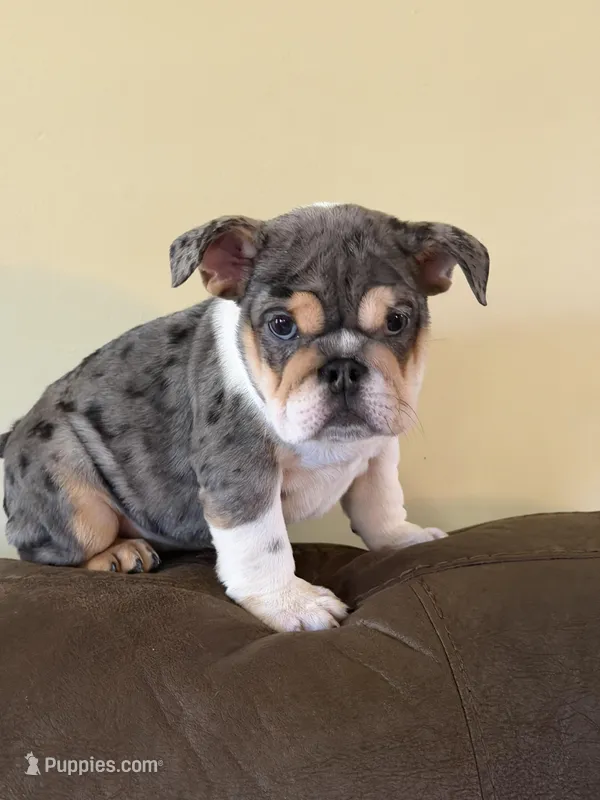 Xena , a female English Bulldog for sale in Flowery Branch, GA – Photo 1 of 6
