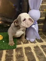 Zinc , a male English Bulldog for sale in Flowery Branch, GA – Photo 3 of 7