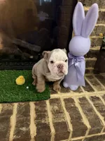 Zinc , a male English Bulldog for sale in Flowery Branch, GA – Photo 5 of 7