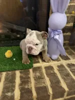 Zinc , a male English Bulldog for sale in Flowery Branch, GA – Photo 2 of 7