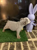 Zinc , a male English Bulldog for sale in Flowery Branch, GA – Photo 7 of 7