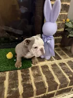 Zinc , a male English Bulldog for sale in Flowery Branch, GA – Photo 6 of 7