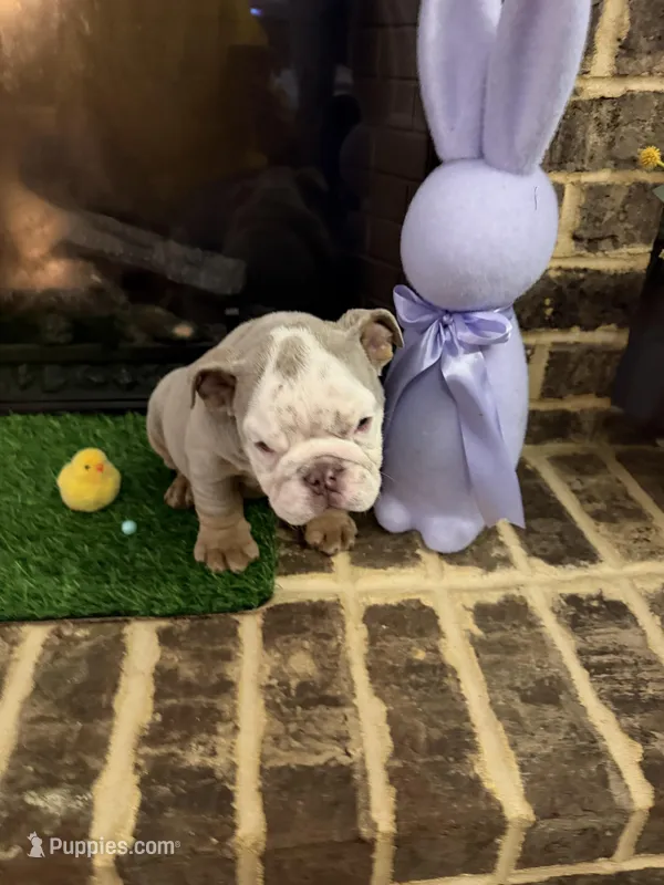 Zinc  – English Bulldog puppy for sale in Flowery Branch, GA
