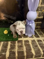 Zinc , a male English Bulldog for sale in Flowery Branch, GA – Photo 1 of 7