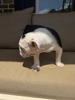 Smore, a female English Bulldog for sale in Flowery Branch, GA – Photo 7 of 7