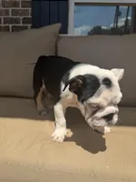 Smore, a female English Bulldog for sale in Flowery Branch, GA – Photo 3 of 7