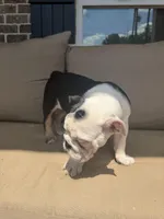 Smore, a female English Bulldog for sale in Flowery Branch, GA – Photo 4 of 7